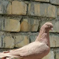 کبوتر سرخ بهبانی