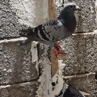 بوشهری|پرنده|دلوار, |دیوار