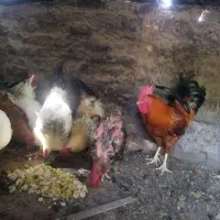 مخصوص نگهداری وقربانی