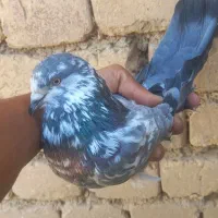 کفتر|پرنده|اراک, |دیوار
