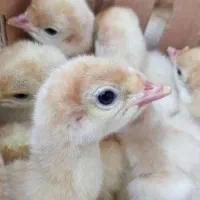 فروش جوجه بوقلمون بیوتی سیکس و برنز سینه پهن