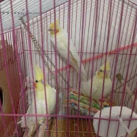 عروس هلندی.  نر. و. ماده و یک کوچک   4ماهه است