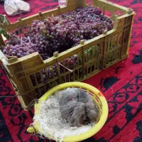 طوطی