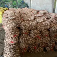 فروشی سیر خشک