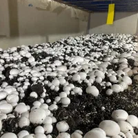 فروش خرد و عمده قارچ