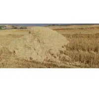 کاه گندم دیم کرند غرب با کمباین نیوهلند