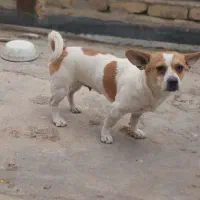 سگ پاکوتاه