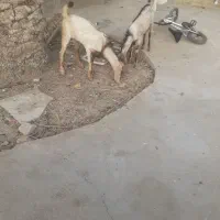 فروش ۳عدد کهره نر بستک