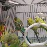 ۹عدد مرغ عشق کاملا اهلی سالم و خوش رنگ