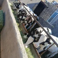 گوساله نر گاوداری