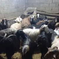 گوسفند کشتاری فروشی شقه ای