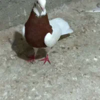طوقی سرخ نر