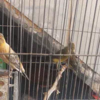فروش تعدادی قناری ماده