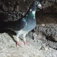 نر ابلغ مگس زرهی