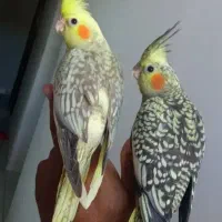 عروس هلندی