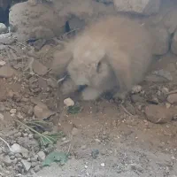 خرگوش لوپ