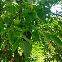 باغ ثمر گیر روستای سرسبز کرکیخان