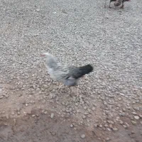 فروش جوجه محلی واردک محلی وخارجی