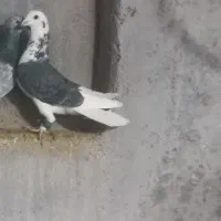 کبوتر نر