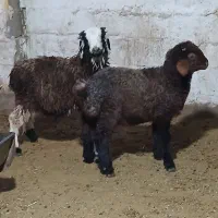 دو راس بره نر