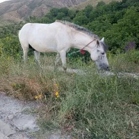 خرید و فروش اسب (ایراد دار هم خریدارم)