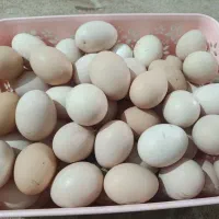 تخم مرغ محلی نژاد گلین