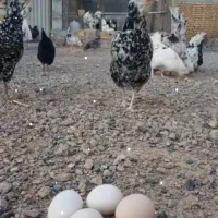 تخم مرغ نطفه دار گلین