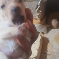 واگذاری سگ پاکوتاه