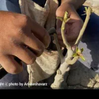 پیوند پسته لوله ای (ماسوره) و شکمی