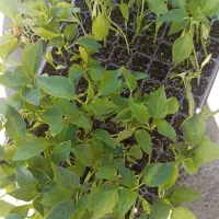 نشا گوجه وخیار فلفل بادمجان  هندوانه بامیه