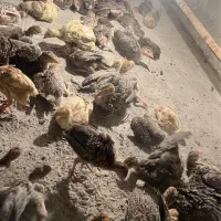 فروش جوجه بوقلمون واکسینه ۲۰روزه یه ماهه