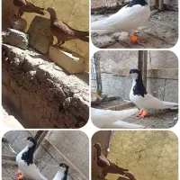 طوقی ساده کاکولی کلاغ  کفتر کبوتر جفتگاه پرشی