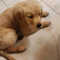 گلدن رتریور