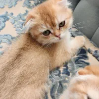 توله گربه اسکاتیش