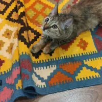 واگذاری گربه DSH تبی رایگان