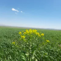 اجاره زمین کشاورزی