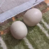 عینک دودی اصل اصل