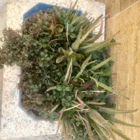 حوض همراه با گل داخلش