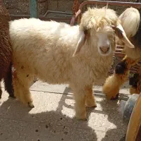 بره ماده  چاق