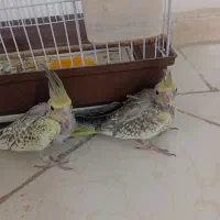 جوجه عروس هلندی