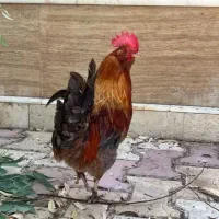 خروس گمشده