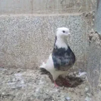 کبوتر طوقی