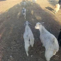 ۲۰ راس کهره میانگین ۱۹ کیلو ۱۴تا نر ۶ تاماده