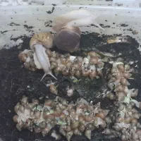 حلزون آچاتینا