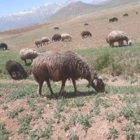 گوسفند