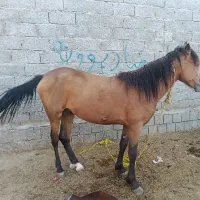 کره دوساله قدبلندسالم خوش رنگ