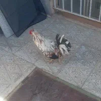 خورس