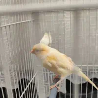 قناری نر ، ماده ، جوجه ، سفید ، پرتقالی سرخ