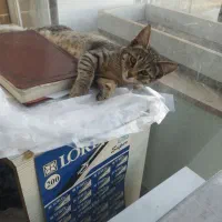 بچه گربه رایگان
