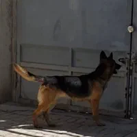 سگ نر دوساله ژرمن